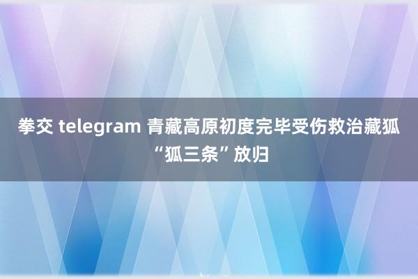 拳交 telegram 青藏高原初度完毕受伤救治藏狐“狐三条”放归